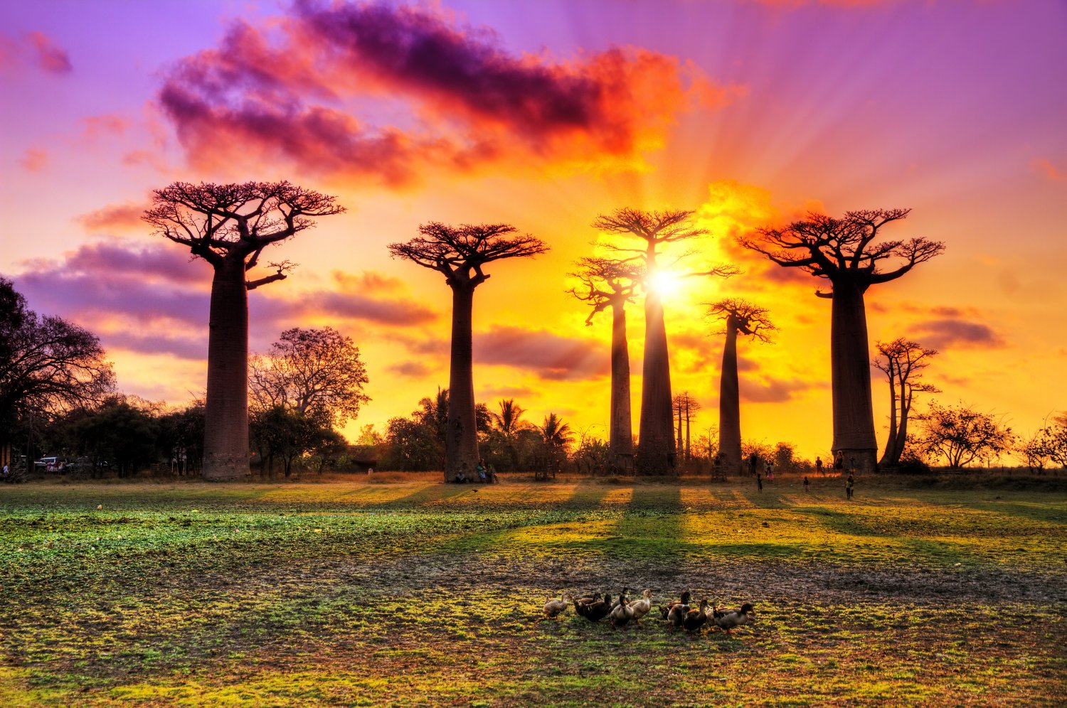 baobabs