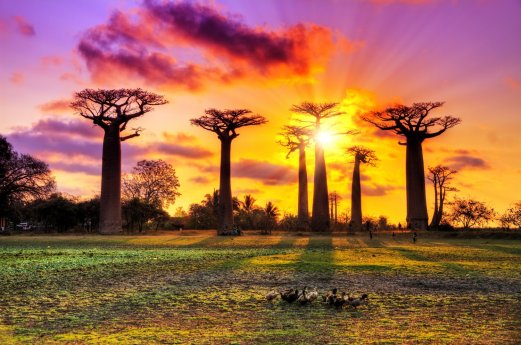 baobabs